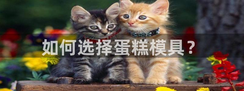 2138cn太阳集团古天乐·网上娱乐：如何选择蛋糕模具？